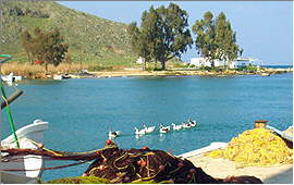 Georgioupolis: Geese in the harbour basin - Copyright (c) 2007 Ingo H. Dietrich Georgioupolis: Geese in the harbour basin - Copyright (c) 2007 Ingo H. Dietrich